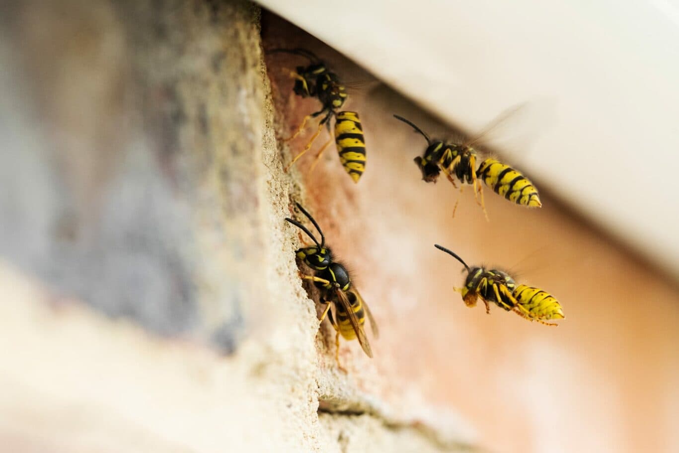Wasps on brick wall of commercial building