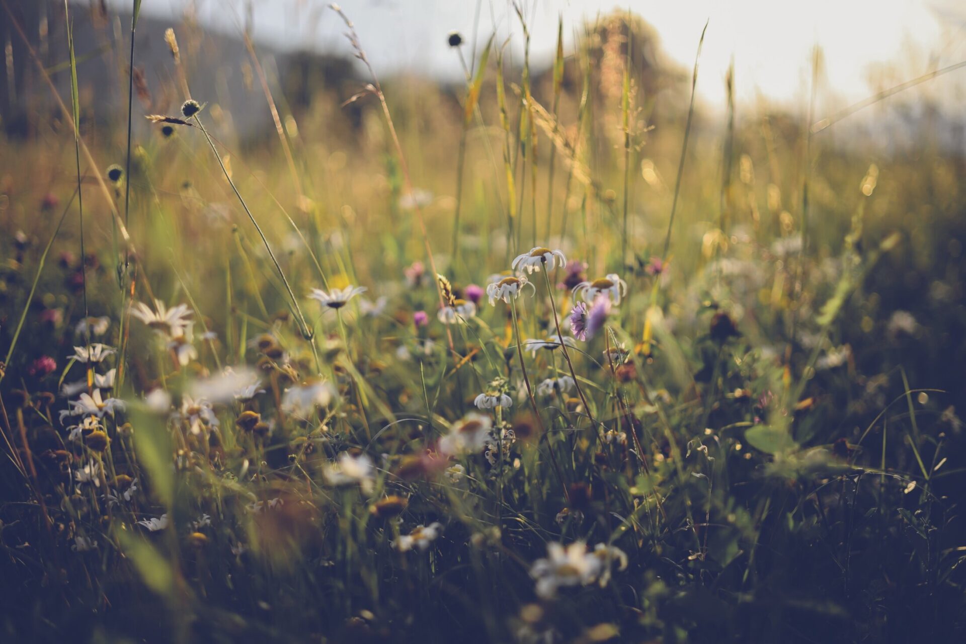 Field